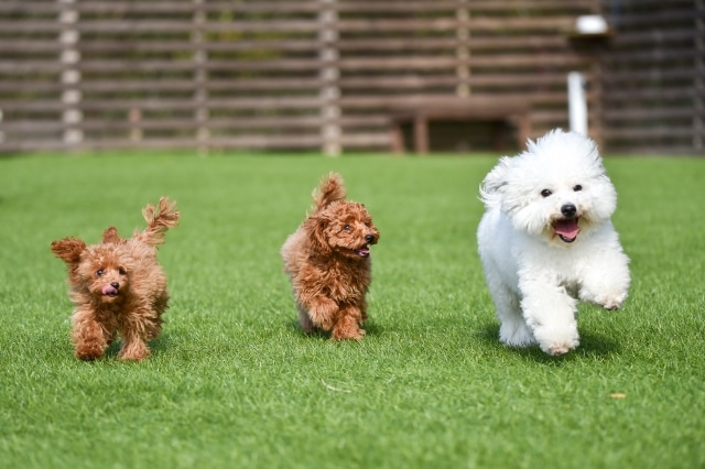 犬のために人工芝は敷くべき メリット デメリットや人工芝の選び方について